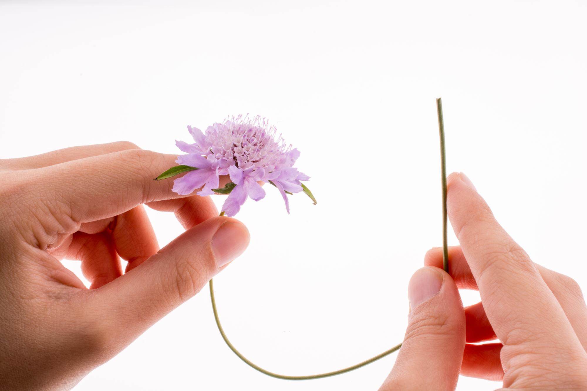 Detailaufnahme eines Blumenstichs